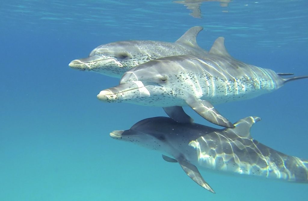 Atlantic Spotted Dolphins by Tenerife